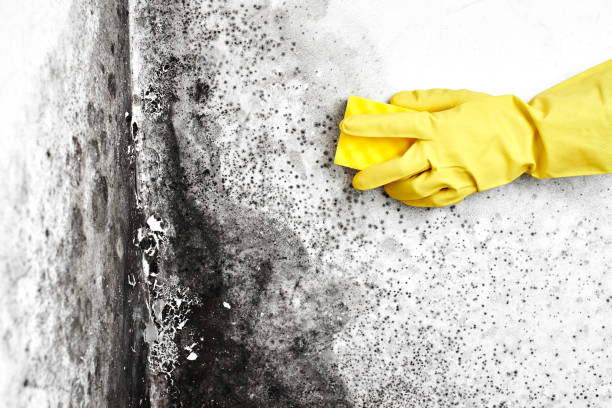 Best Basement Mold Remediation in King Arthur Park, MT